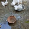 IMG-20180311-WA0005