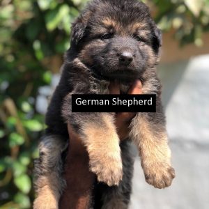 First Online Pet and Farming Animals Birds Store First Online Pet and Farming Animals Birds Store