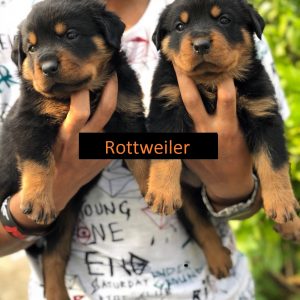 rottweiler