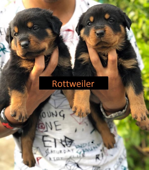 rottweiler