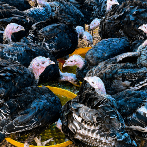 Turkey Chicks Pair (Hyderabad)