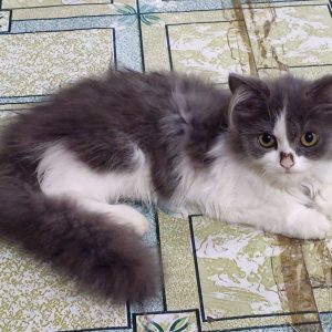 Persian Cat Male