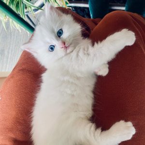 Persian Cat Show Quality (Assam Only)