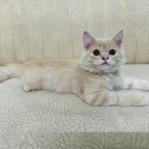 Persian Cat (Only Hyderabad)