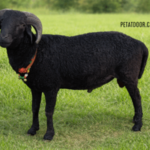 Rampuri Sheep (Hyderabad)