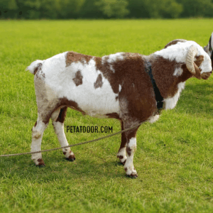 Show Quality Sheeps (Hyderabad) Call: 9704264290