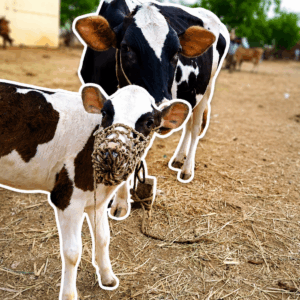 HF Cow with Calf (Shabad, Telangana) 5 Litre/Time