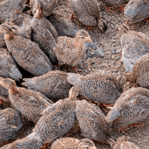 Guinea Fowl Chicks (చీమ కోడి)