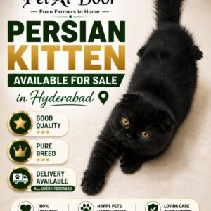 Persian Kitten Full Black (Hyderabad Only)