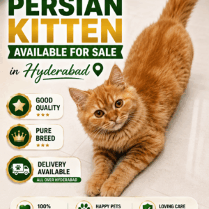 Persian Kitten