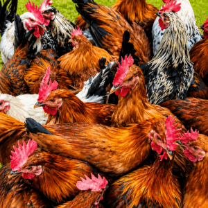 Desi Hen Pair (Hyderabad Only)