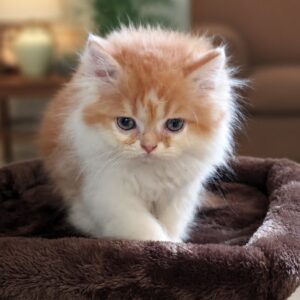 Quality Persian Kitten Bi-Colour Male (Coimbatore Only)