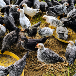 Sonali Hen Chicks Pair (Hyderabad Only)