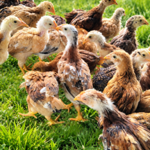 Giriraj Chicks (Hyderabad Only)