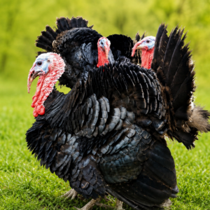 Turkey Male
