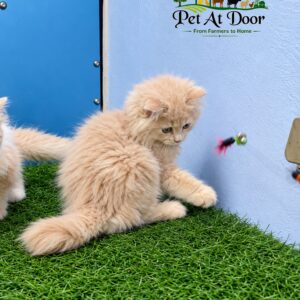 Persian Kitten Male Fawn Colour (Hyderabad Only)
