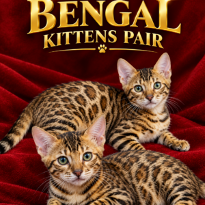 Exotic Bengal Kittens Pair (Hyderabad Only)
